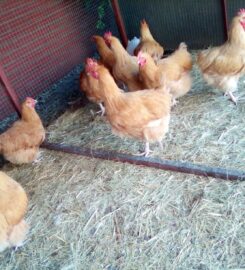 NEILS FEEDS & FODDER