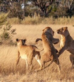 OKAVANGO WILDERNESS SAFARIS